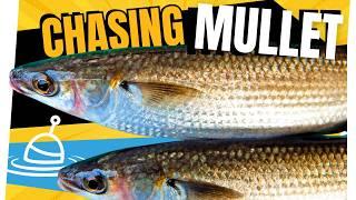 Catching MULLET for Food & Bait — Made Easy!