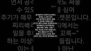 모야모의 포켓몬 찌리베리