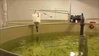 European perch feeding time (aquaculture)