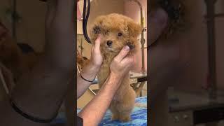 chicken nugget dog