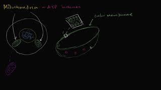 Mitochondria | Structure of a cell | Biology | Khan Academy Hebrew