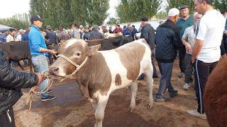 Tergachi mol bozori semiz boqma va yosh buqalar narhlari bilan tanishing 13.09.2024yil