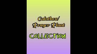 Calathea/Prayer Plant Collection