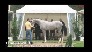 Chacco-white 3yo approved stallion Chacoon blue x Spartacus