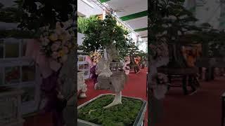 cây Duối độc lạ bám đá