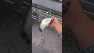 How to catch CRAPPIE! (Super easy) #fishing #shorts