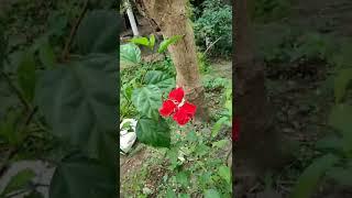 Hybrid Hibiscus Flowers. Hibiscus flowers New Vereties. #hibiscusflowertamil