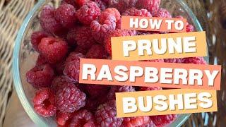 Get the BIGGEST Raspberry Harvests This Year! — Prune Your Raspberry Bushes Right!