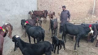 Aaj ki video nawaz Bhai Ki top class nagra beetal sone wale bakriyan sahiwal goat form update