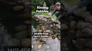 wildlife pond rinsing pebbles