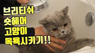 브리티쉬숏헤어 고양이 목욕하는날! How to wash your cat #고양이목욕