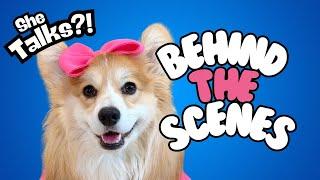 Teaching our puppy how to talk! (Behind the Scenes)