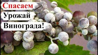 СПАСАЕМ Виноград от МИЛДЬЮ и ОИДИУМА в период СОЗРЕВАНИЯ Ягод!