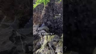 水草缸是不是該修剪了呢？