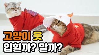 고양이 옷 입혀도 되나요? | Can I dress the cat? | 냥이생각