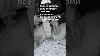 Зачем нужны все эти мучения? Экология как есть #animals  #shorts