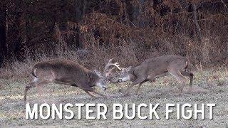 Monster Whitetail Buck Fight