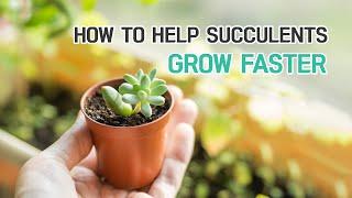 HOW TO HELP YOUR SUCCULENTS GROW FASTER | SUCCULENTS CARE TIPS