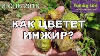 Инжир | Как цветет инжир? | Субтропики в Сочи !