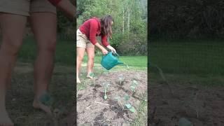 Planting Brassicas