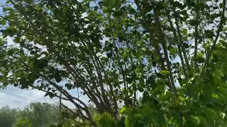 Cooke’s Pakistan Mulberry Tree...Central Florida zone 9b 100 chill hours 3/3/23