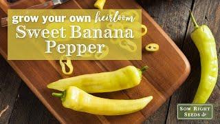 Sow Right Seeds | Sweet Banana Pepper