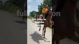 horse reval Riding #horse #of #kathiyawad