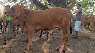 9.500‼️CALON 1 TON PEDET JANTAN SUPER BIKIN NGILER | Pasar Sapi Kerek
