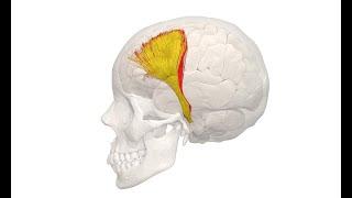 ¿A qué parte del cerebro afecta más la cocaína?