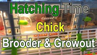 Hatching Time's Chick Brooder & Grow out Cages