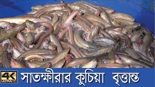 সাতক্ষীরার কুচিয়া বৃত্তান্ত / Kuchia story of Satkhira #Balaram_Mahalder