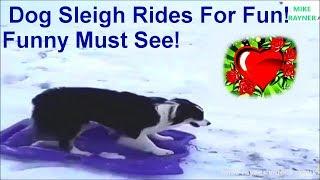 Amazing Dog Sleigh Rides For Fun! Funny Animals! Must See! Best Christmas Dog Sledding