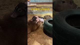 capybara 卡皮巴拉 水豚君的眼睛有多瞎 #capybara #水豚 #水豚君 #卡皮巴拉 #呆萌 #cute #可愛い #萌寵 #療癒 #short