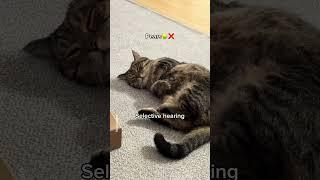 My cat has selective hearing #shorts #cat #funny