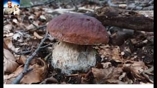 Paradise exists - edulis porcini mushrooms September 2024 - park of a hundred lakes