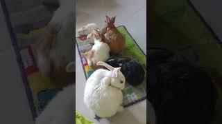 #d63 bunnies help each others to dry #shorts