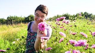 Thousands of Zinnias!  September Farm Tour