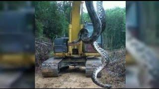 Anaconda - Giant snake found in Brazil - Cobra de 10 metros encontrada no Pará.