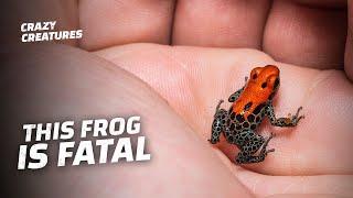 This Tiny Frog Can Kill Up to 20 Men