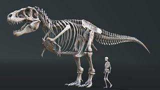 육식공룡 크기 비교 Theropoda size comparison