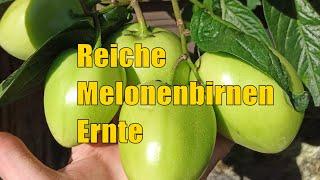 GRÖSSTE Melonenbirnen Ernte EVER - PEPINO Steckling bewurzelt, so EASY #7 // Gartenschlau.com