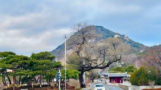 [4K SEOUL] Walking in Hyoja-dong, Changseong-dong, and Tongui-dong 청와대가 가까운 동네 종로구 효자동, 창성동, 통의동