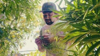 Urban Cannabis Farming in Compton California: Masonic Smoker