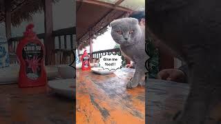 Having breakfast with the cat #mộcchâu #sơnla #hanoi #vietnam #travel #vietnamesefood #nature
