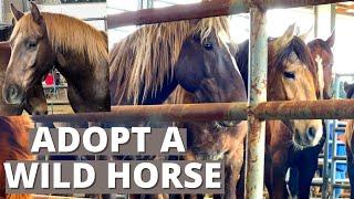 How to  Adopt a Wild Mustang or Burro