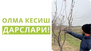 ОЛМАНИ МУТАХАССИСДЕК КЕСИШНИ ЎРГАНИНГ!