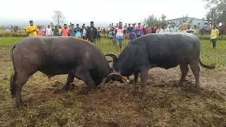 Bull Fights # Redyanchi Jabardast Zhunj...