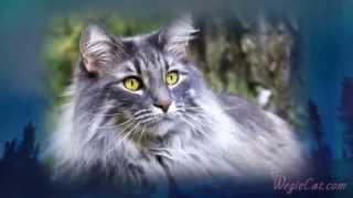 About Norwegian Forest Cats (Documental Gatos Bosques de Noruega)