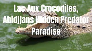 Lac aux Crocodiles  Abidjan's Hidden Predator Paradise