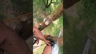 Sending a co-dom #arborist #treeworker #treelife